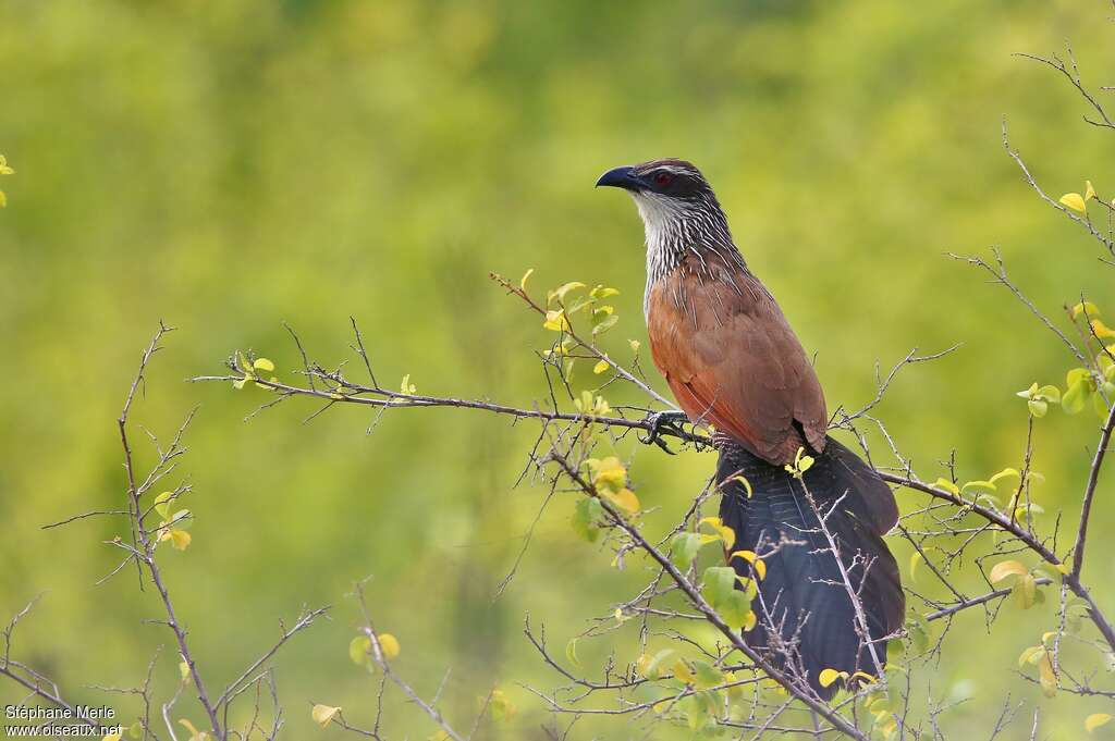 Coucal à sourcils blancsadulte