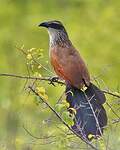 Coucal à sourcils blancs