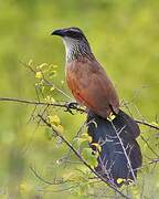 White-browed Coucal