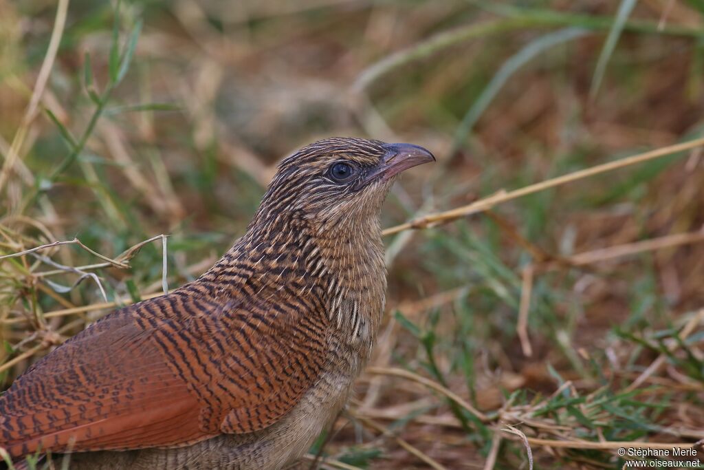 Coucal à sourcils blancsjuvénile