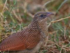 White-browed Coucal