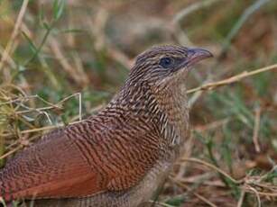 Coucal à sourcils blancs