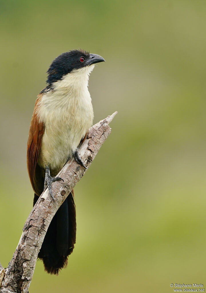 Coucal de Burchelladulte