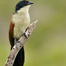 Coucal de Burchell
