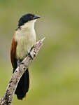 Coucal de Burchell