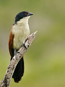 Burchell's Coucal