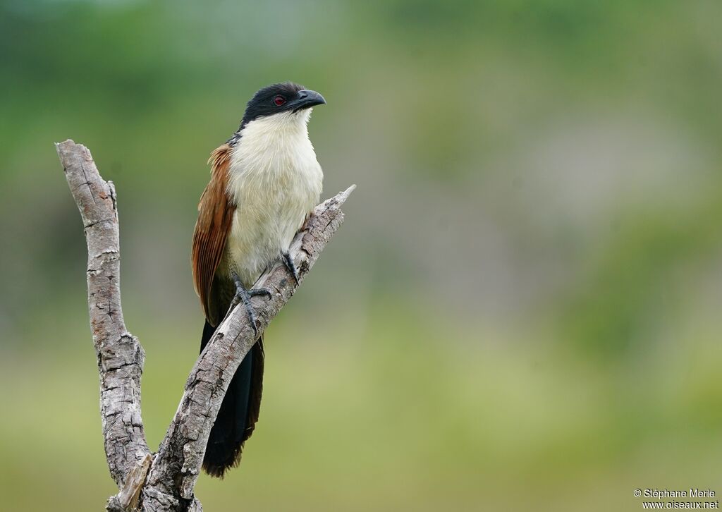 Burchell's Coucaladult