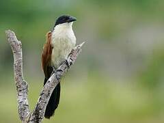 Burchell's Coucal