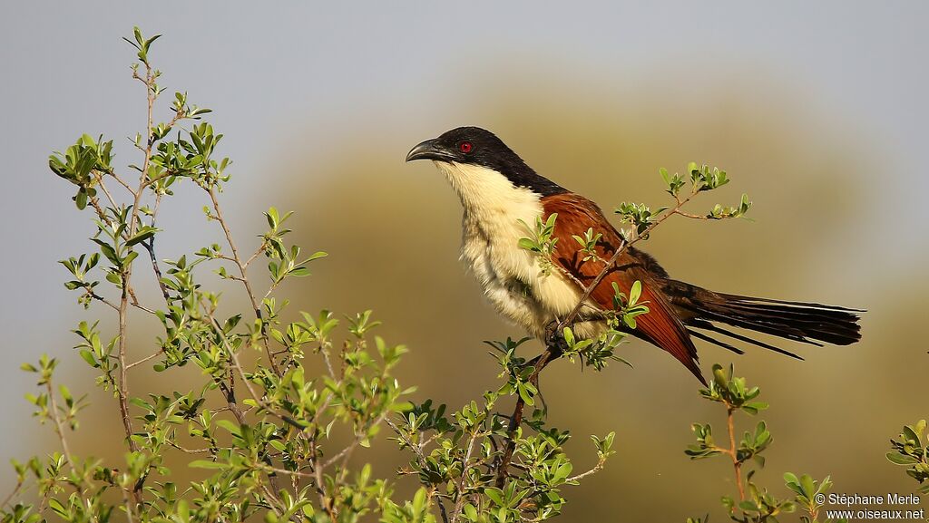 Coucal des papyrusadulte