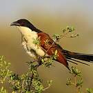 Coucal des papyrus