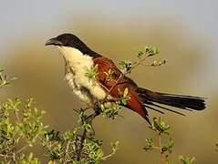 Coppery-tailed Coucal