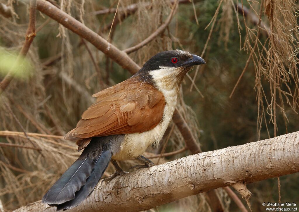 Senegal Coucaladult