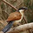 Coucal du Sénégal