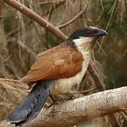 Coucal du Sénégal