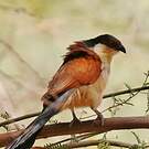 Coucal du Sénégal