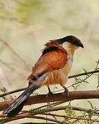 Coucal du Sénégal