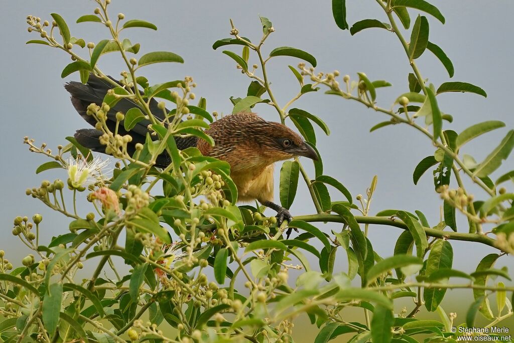 Coucal noirimmature