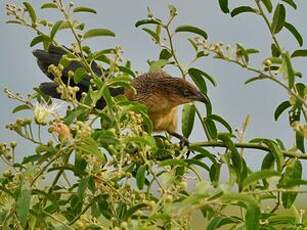 Coucal noir