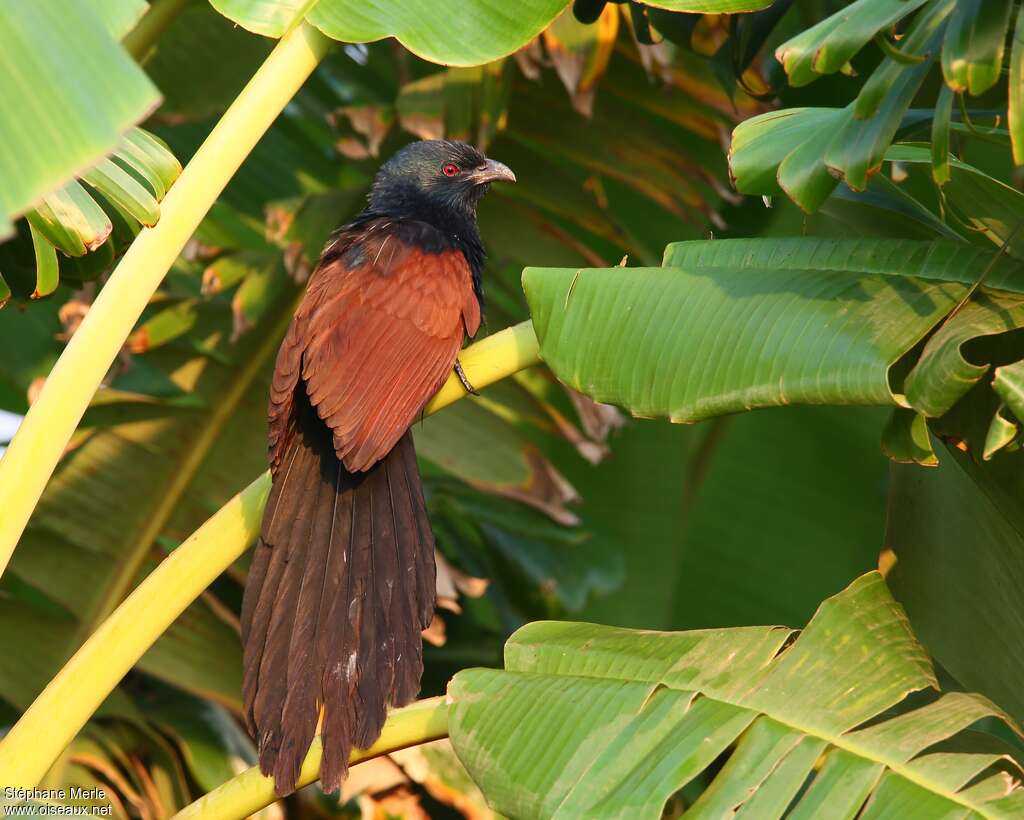 Coucal toulouadulte nuptial, identification