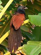 Coucal toulou