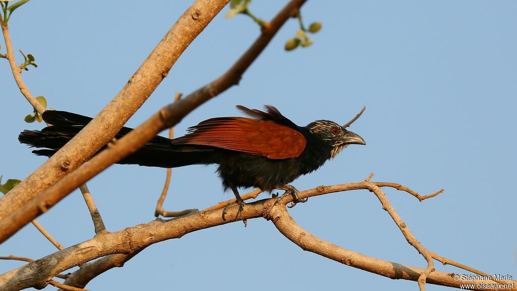 Coucal toulou