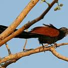 Coucal toulou