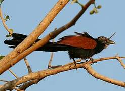 Coucal toulou