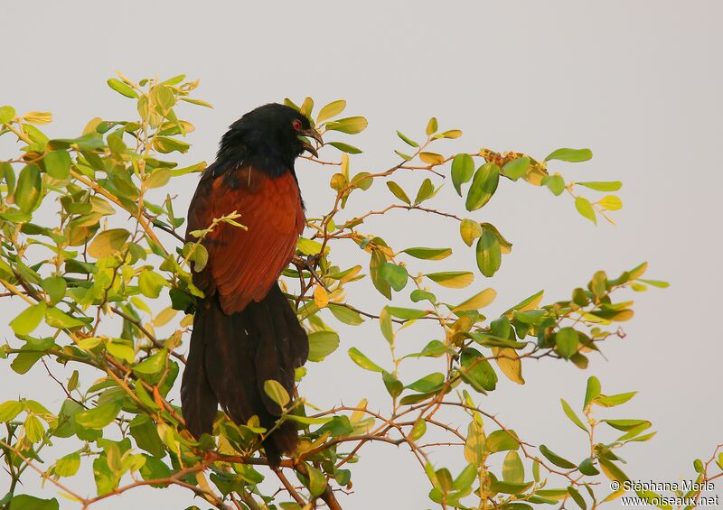 Malagasy Coucaladult