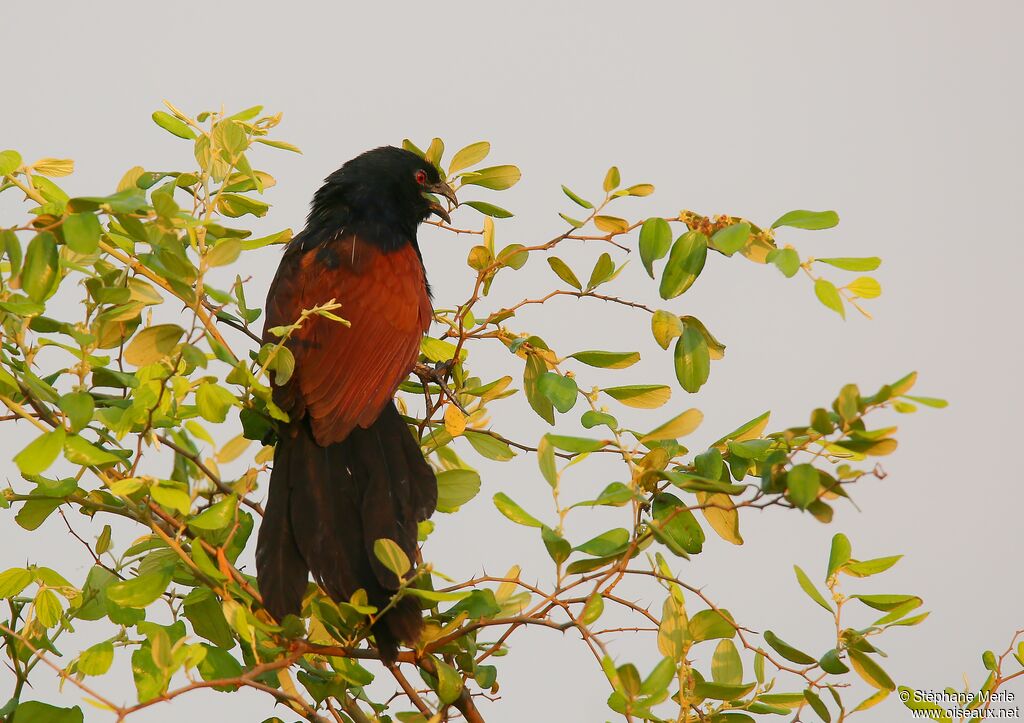 Coucal toulouadulte