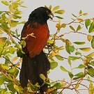 Coucal toulou