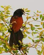 Coucal toulou