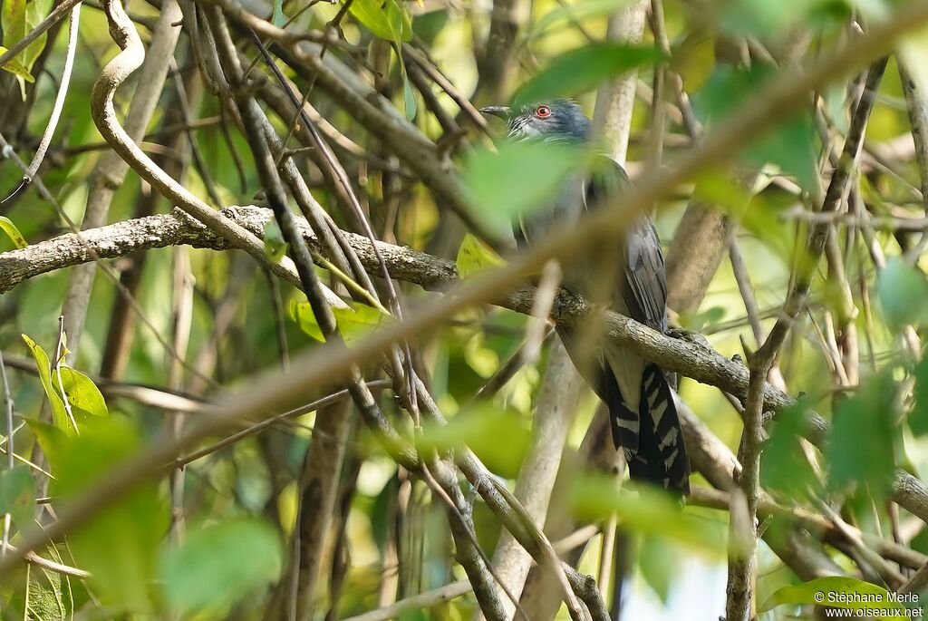 Grey-bellied Cuckooadult