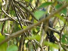 Grey-bellied Cuckoo