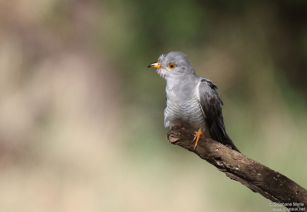 African Cuckoo