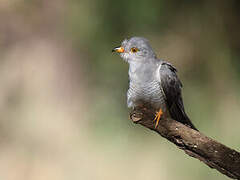 African Cuckoo