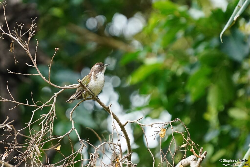 Klaas's Cuckoo