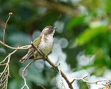 Klaas's Cuckoo