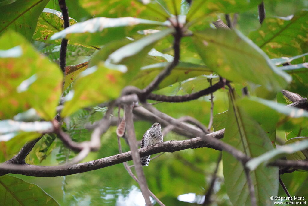 Klaas's Cuckoojuvenile