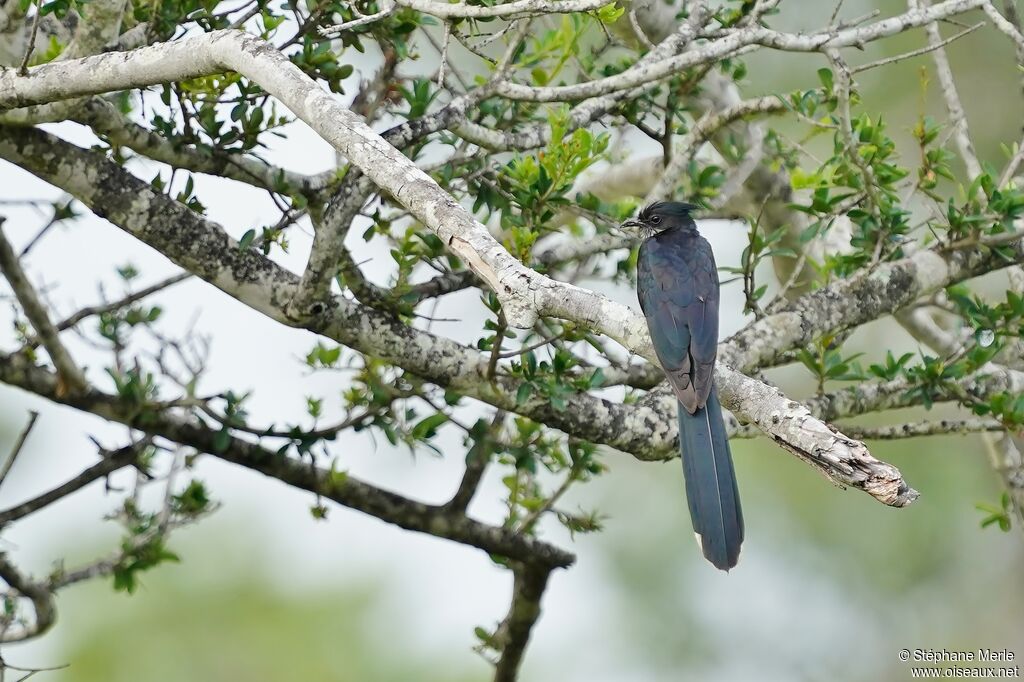 Levaillant's Cuckooadult