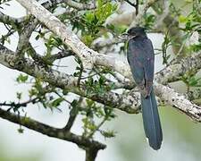 Levaillant's Cuckoo