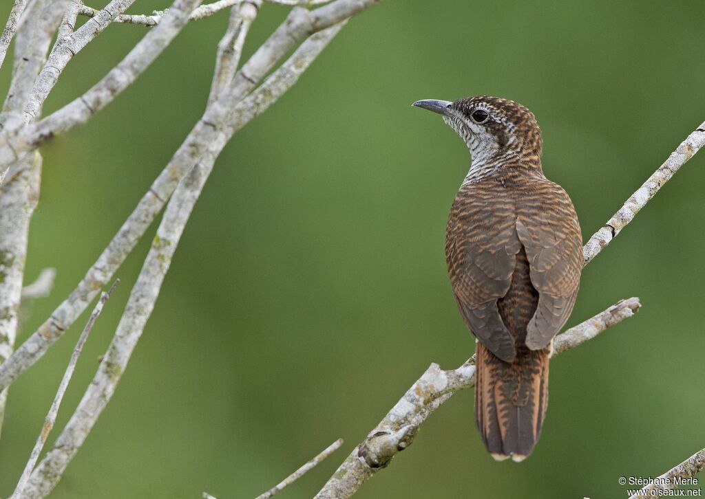 Banded Bay Cuckoo