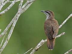 Banded Bay Cuckoo