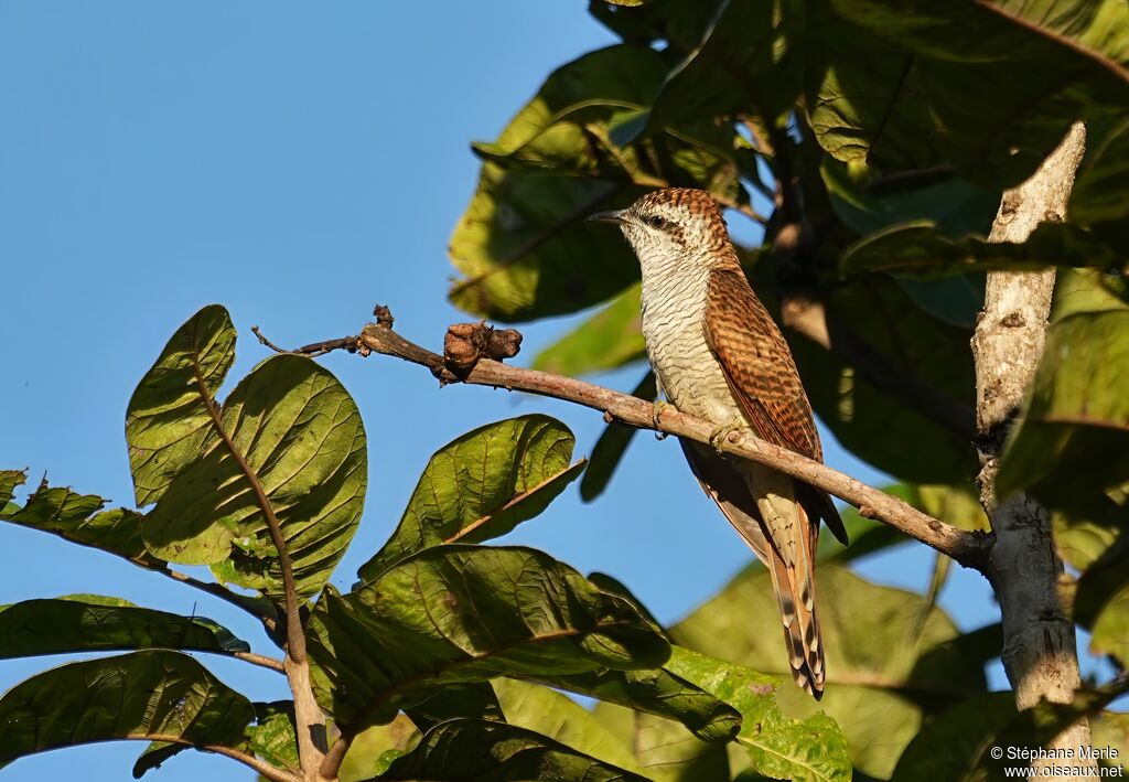 Coucou de Sonneratadulte