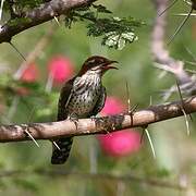 Diederik Cuckoo