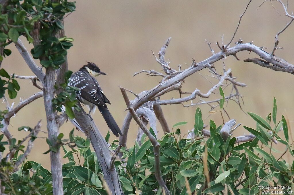 Great Spotted Cuckooadult