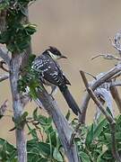 Great Spotted Cuckoo