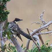 Great Spotted Cuckoo