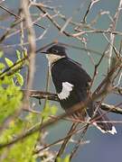 Jacobin Cuckoo