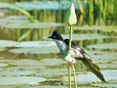 Jacobin Cuckoo