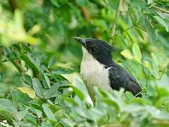 Jacobin Cuckoo